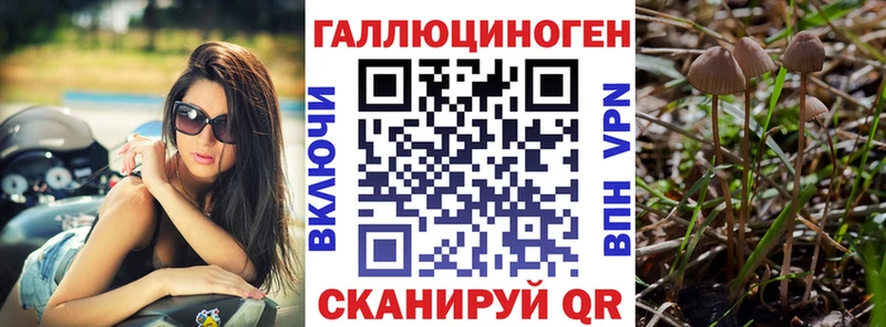 Псилоцибиновые грибы Psilocybe  Череповец 